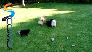 Perros jugando  Dogs Playing [upl. by Susy]