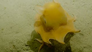 Adorable Flapjack Octopus  Nautilus Live [upl. by Queri]