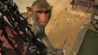 Divebombing macaques  Monkey Planet Preview  BBC [upl. by Yrtnej]