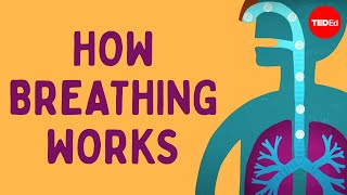 How breathing works  Nirvair Kaur [upl. by Hannaoj]