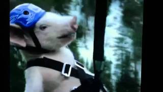 Geico pig quotpiggyquot zip line commercial [upl. by Anatsirhc]