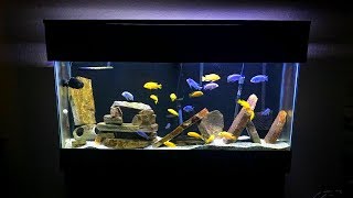 Mbuna Aquarium Setup  Gorgeous African Cichlid Aquarium [upl. by Rudolfo521]