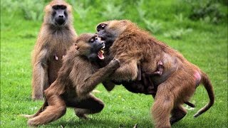 Insane Monkey fight [upl. by Araid325]