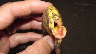 Germinating Mango Seeds Which End To Plant Up [upl. by Nnylatsyrk]