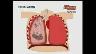 GCSE BBC Science Bitesize  Breathing [upl. by Pontone]