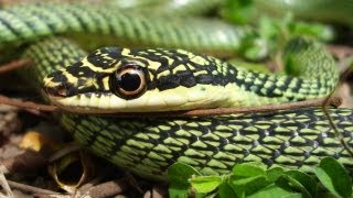 Flying Snake  Chrysopelea ornata [upl. by Irtemed964]