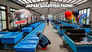 HUGE GOLDFISH FARM Tour in Japan [upl. by Essirehs177]