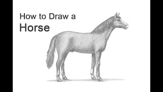 How to Draw a Horse [upl. by Iren918]