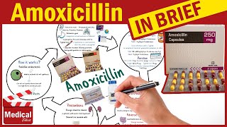 Amoxicillin 500mg Capsule What is Amoxicillin Used For Dosage Contraindications amp Precautions [upl. by Namialus]