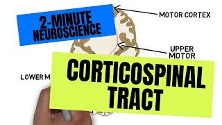 2Minute Neuroscience Corticospinal Tract [upl. by Blayze]