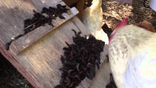 Black Soldier Fly Larvae  Chicken Feed  A record harvest [upl. by Labinnah610]