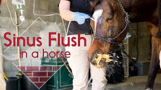 Flushing a Horses Sinus [upl. by Talich]