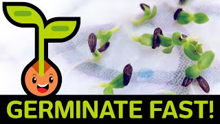 🌱 Fast amp Easy Seed Germination How to Start Seedlings from Paper Towel Method Container vs Baggie [upl. by Ahsenak56]