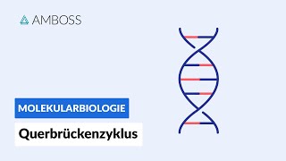 Querbrückenzyklus  Biochemie  Physiologie  AMBOSS Video [upl. by Gaskill543]