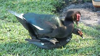 Muscovy ducks mating on land [upl. by Patsy]