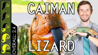 Caiman Lizard The Best Pet Lizard [upl. by Etnohs]