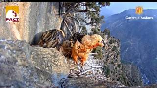 Nest of Gypaetus Barbatus [upl. by Mitzi]