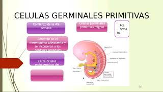 Ginecología  Embriología del Aparato Reproductor Femenino 11 [upl. by Secunda]