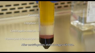 Isolate PBMCs with Lymphopure™ [upl. by Bovill]