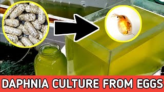 HOW TO HATCH DAPHNIA EGGS  HOW TO CULTURE DAPHNIA [upl. by Colon974]