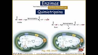 Mecanismos de Catálisis enzimática quimiotripsina  Enzimas parte XI [upl. by Alenairam]