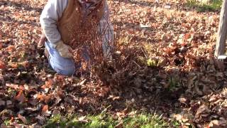 Pruning Barberry [upl. by Sarine]