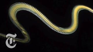 Flying Snakes  ScienceTake  The New York Times [upl. by Thornie]