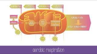 Cellular Respiration Steps and Pathways [upl. by Aneeuqal63]