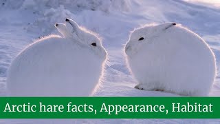 Arctic hare facts  Arctic Hare Appearance and Behavior  Arctic Hare Habitat [upl. by Aitital119]