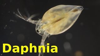 Daphnia [upl. by Yht]