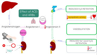 ACE inhibitors and ARBs  Mechanism of action [upl. by Annemarie]