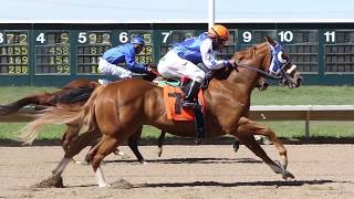 Colorados Fastest Horses Quarter Horses at Arapahoe Park [upl. by Garnes728]