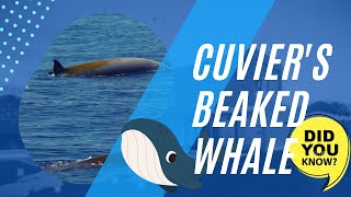 Cuviers beaked whale facts [upl. by Nickey604]