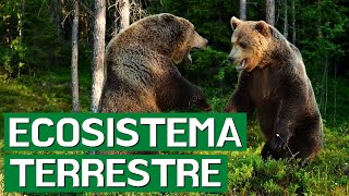 El ECOSISTEMA TERRESTRE sus animales flora tipos y características🌳 [upl. by Enitsrik]