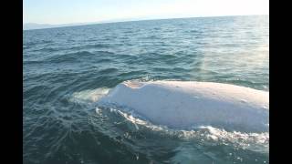 Migaloo the White Whale Encounter [upl. by Eimmac]