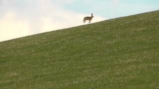 Brown hare running [upl. by Reinhardt]