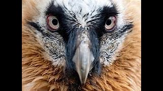 THE BEARDED VULTURE [upl. by Piper]