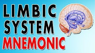 The limbic system [upl. by Aig]