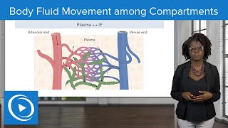 Body Fluid Movement among Compartments – Physiology  Lecturio Nursing [upl. by Tedric187]