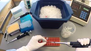 PCR Protocol  Part 1 [upl. by Ramuk]