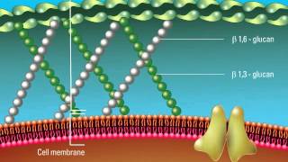 Overview of the Fungal Cell Structure [upl. by Gnoz]