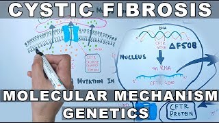 Cystic Fibrosis  Molecular Mechanism amp Genetics [upl. by Vida]