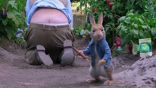 Peter Rabbit 2018 2 Hindi urdu dubbed man vs Rabbit [upl. by Falito]