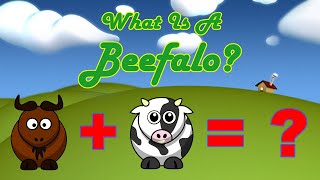 What Is A Beefalo [upl. by Staw203]