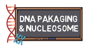 DNA Packaging amp Nucleosome  Chromosome Formation  Pocket Bio [upl. by Zug957]