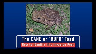 Cane Toads  How to Identify This Invasive Pest [upl. by Stinson]