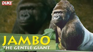 Jambo the Gorilla  The Gentle Giant  Documentary [upl. by Faith]