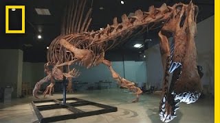 Bigger Than T rex Spinosaurus  National Geographic [upl. by Landsman]