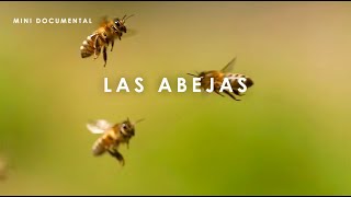 Las Abejas Melíferas  Mini Documental [upl. by Janina]