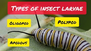 Types of Insect Larvae [upl. by Armillia]